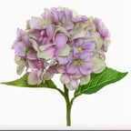Fleur d'hortensia violet 