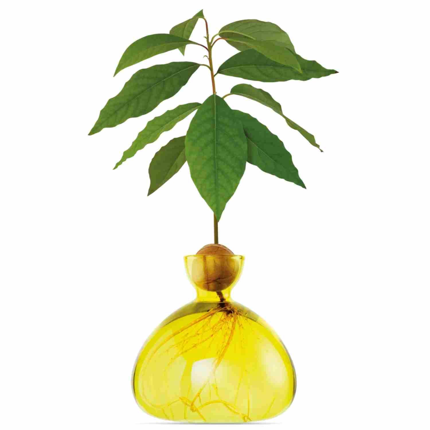 Vase à avocat jaune