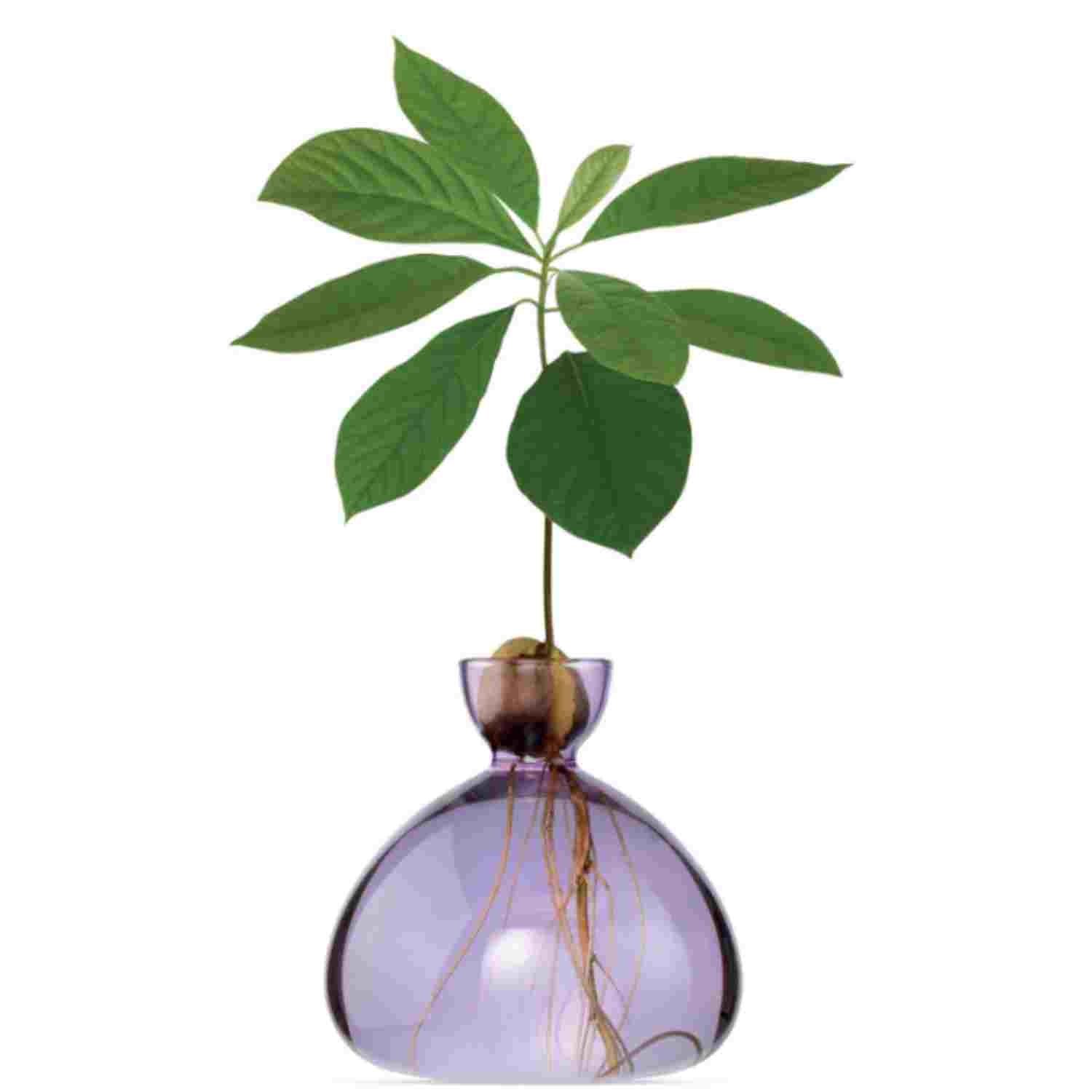 Vase à avocat parme