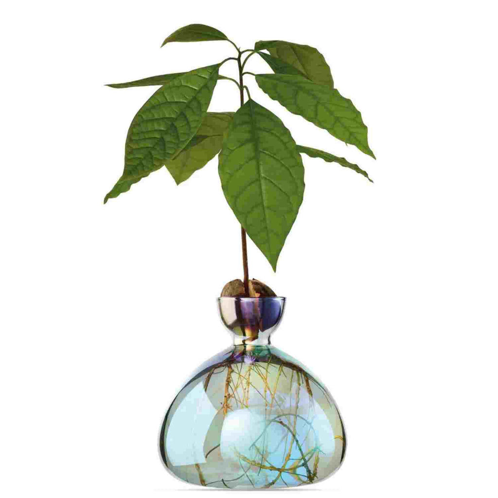 Vase à avocat Cosmic Lyra Vega