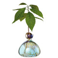 Vase à avocat Cosmic Lyra Vega