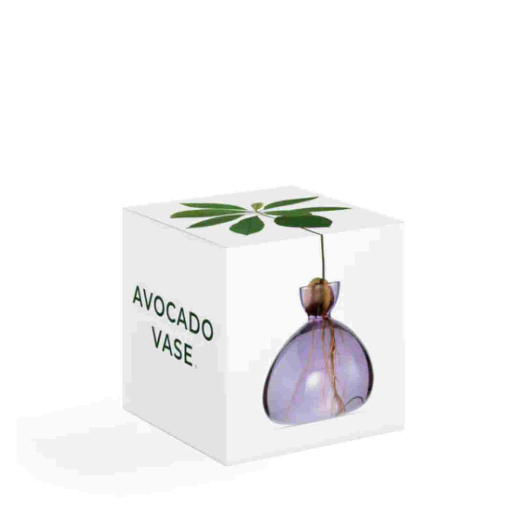 Vase à avocat parme