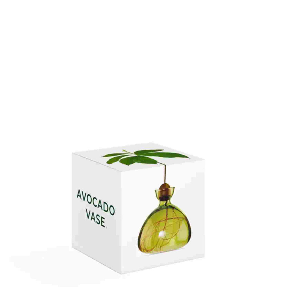 Vase à avocat vert